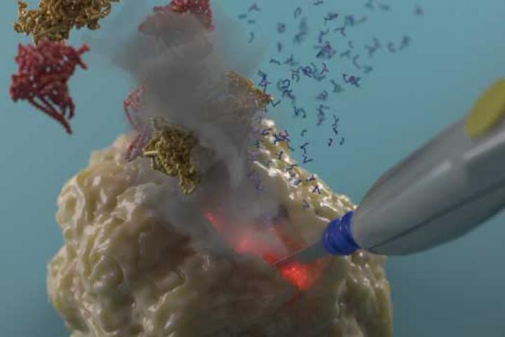 Credit: Jeroen Claus (Phospho Biomedical Animation)