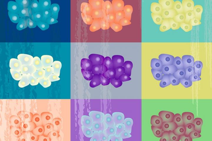 9 colour block illustrations of cells