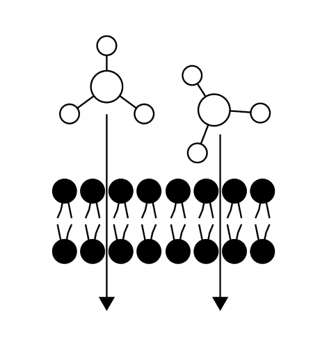 Macromolecules crossing a membrane