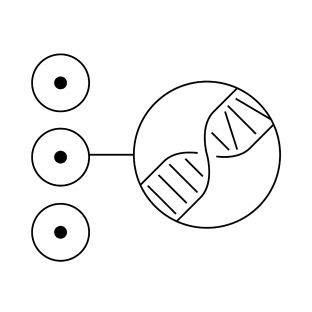 normal phenotypes icon