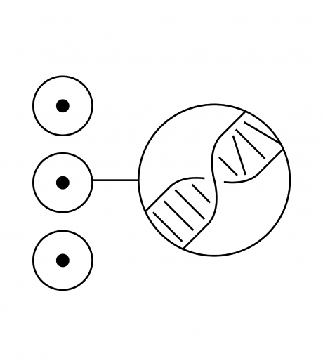 normal phenotypes icon