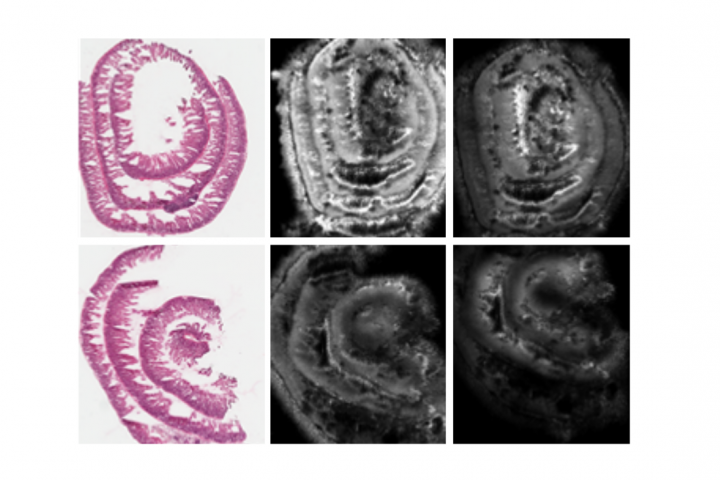 Metabolic imaging of Kras mutant intestinal epithelium